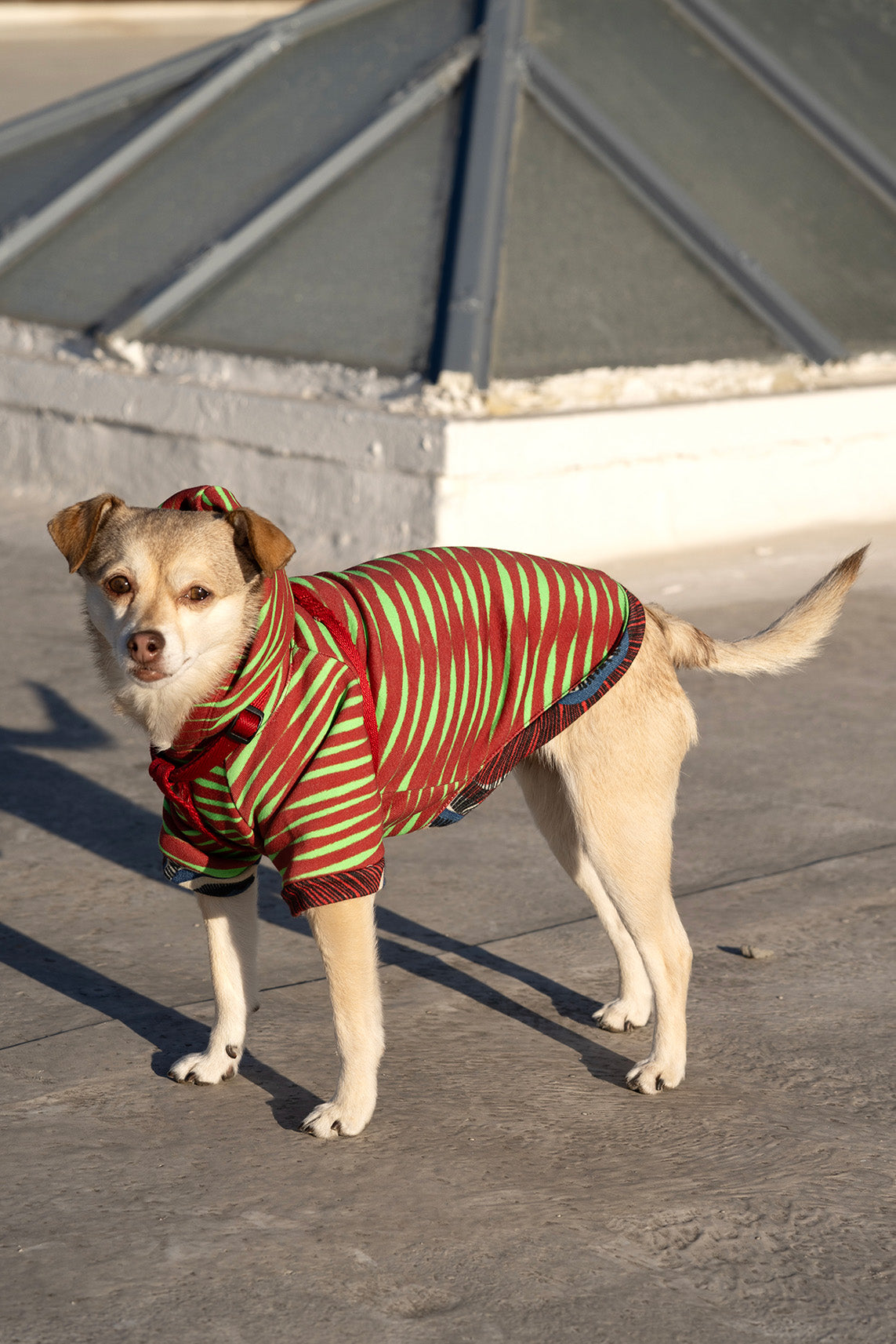 Eco-Friendly Dog Hoodies - Lola Faturoti
